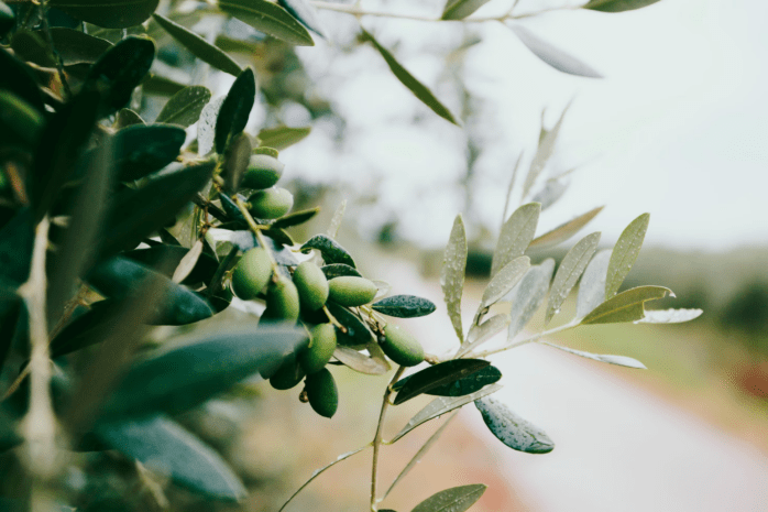 olive fruit